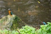 31st Oct 2015 - Two Kingfishers
