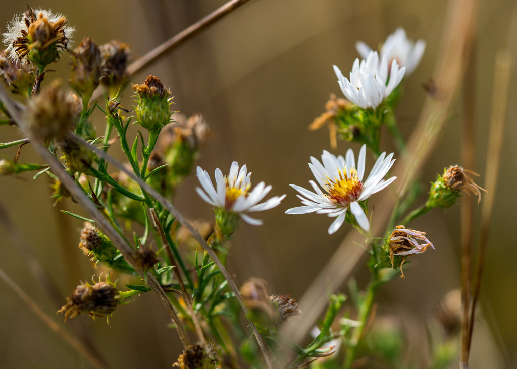 Woodland Aster by rminer