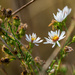 Woodland Aster by rminer