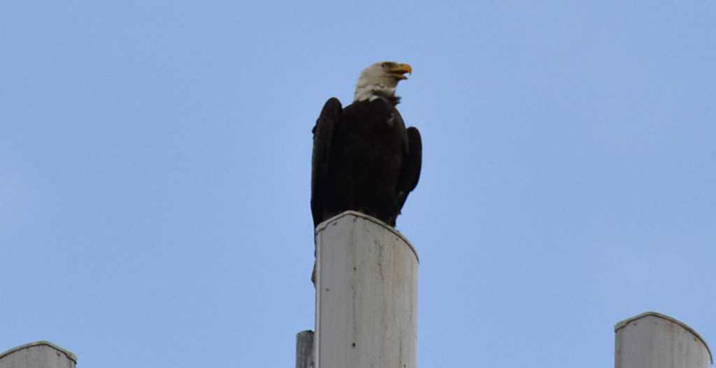 Bald Eagle on the Cell Tower by rickster549