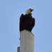 Bald Eagle on the Cell Tower by rickster549