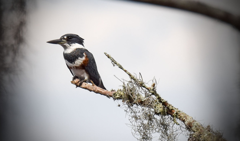 Femal Belted Kingfisher by rickster549