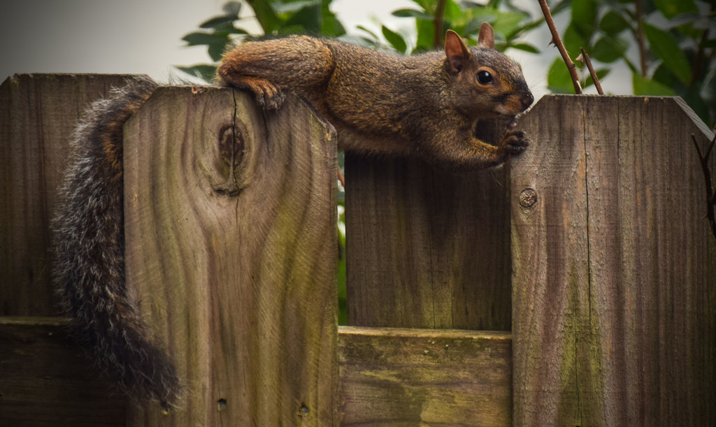 Squirrel on the Fence by rickster549
