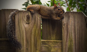 1st Nov 2015 - Squirrel on the Fence