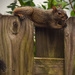 Squirrel on the Fence by rickster549