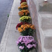 Mums in a Row by julie