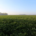 Beets field by pyrrhula