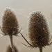 teasels and web by jantan