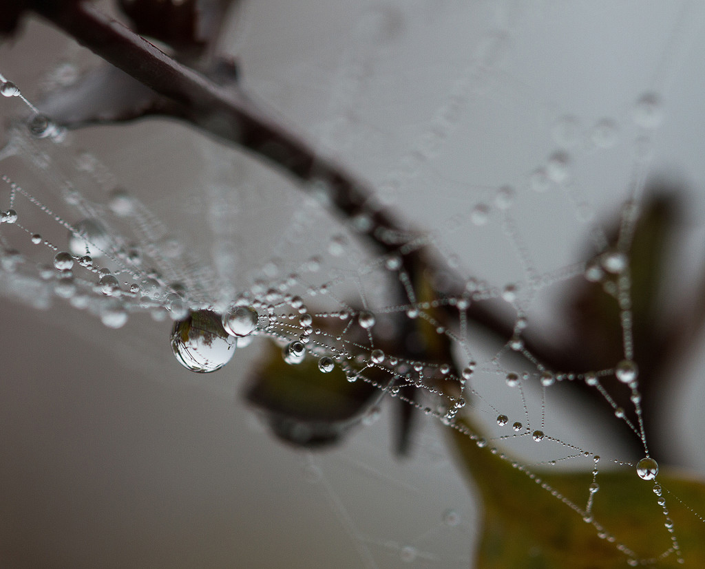 cobweb and droplets by jantan