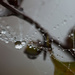 cobweb and droplets by jantan