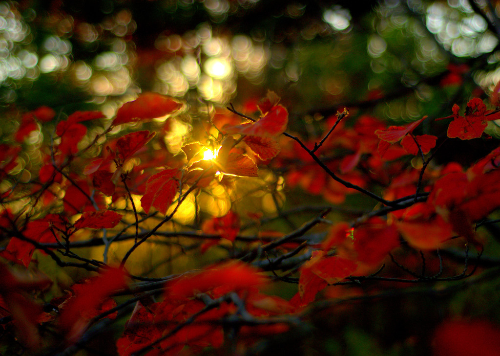 Witch Hazel Leaves in the Sunset by jayberg