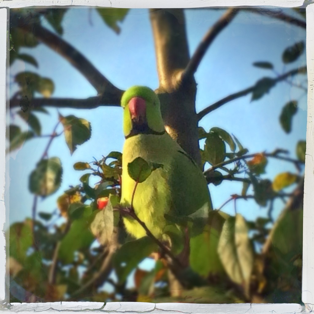 Rose-ringed parakeet by mastermek