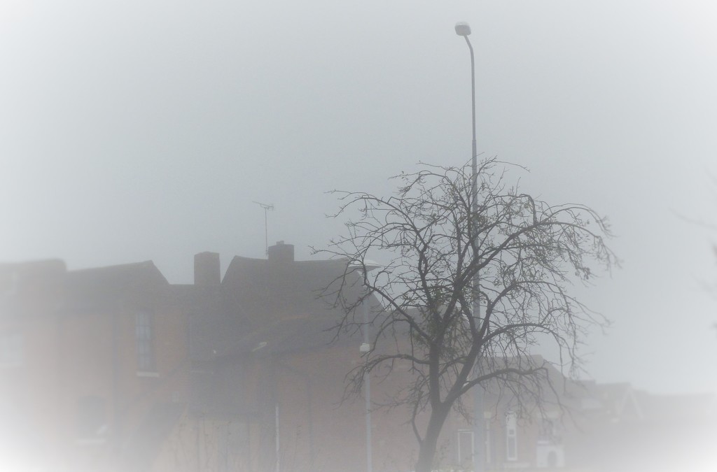 A foggy scene  by beryl