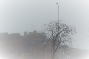 3rd Nov 2015 - A foggy scene 