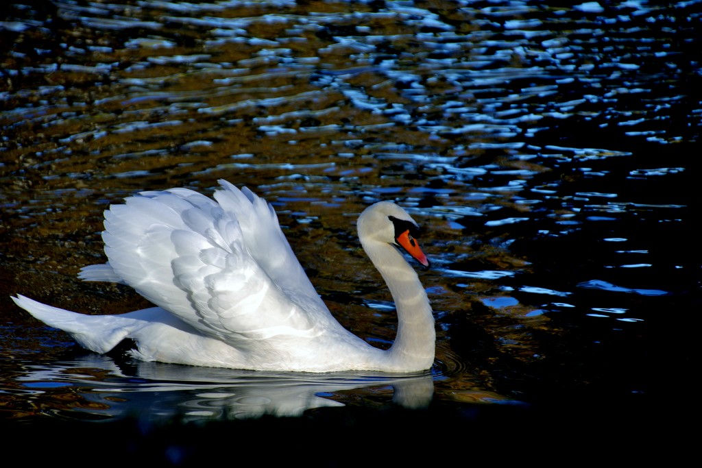 Swan On The Pond by lynnz