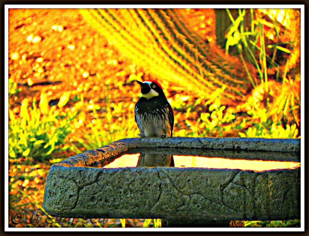 Fiery Woodpecker by soylentgreenpics