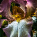 Bearded Iris by pusspup