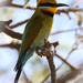 Ravishing rainbow bee-eater by flyrobin