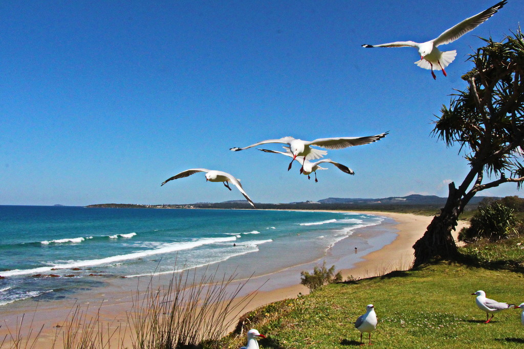 Seagulls With a View by terryliv
