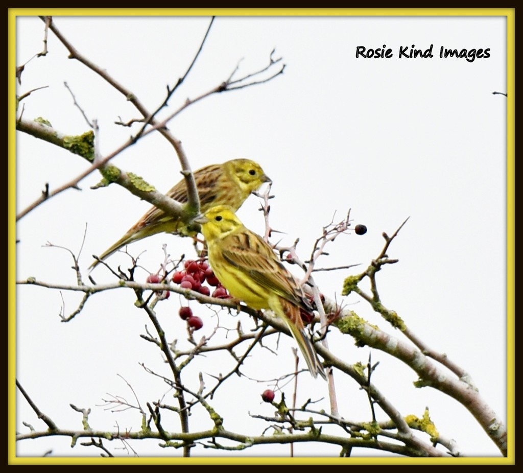 Yellowhammers were out in force this morning by rosiekind