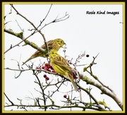 3rd Nov 2015 - Yellowhammers were out in force this morning