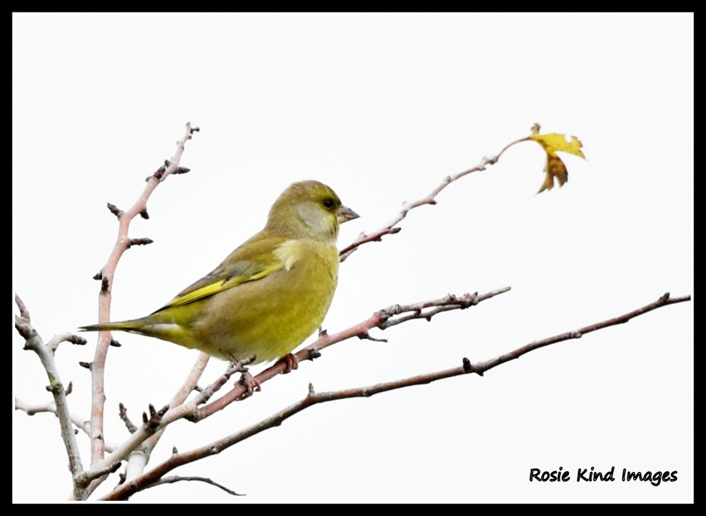 It was nice to see a greenfinch this morning by rosiekind