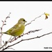It was nice to see a greenfinch this morning by rosiekind