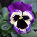 29 October 2015 Is it a pansy or a little face by lavenderhouse