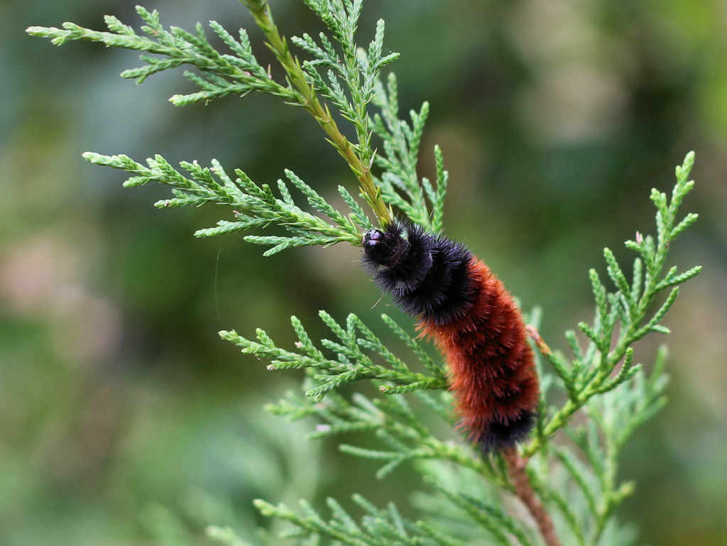 Wooly Worm by cjwhite