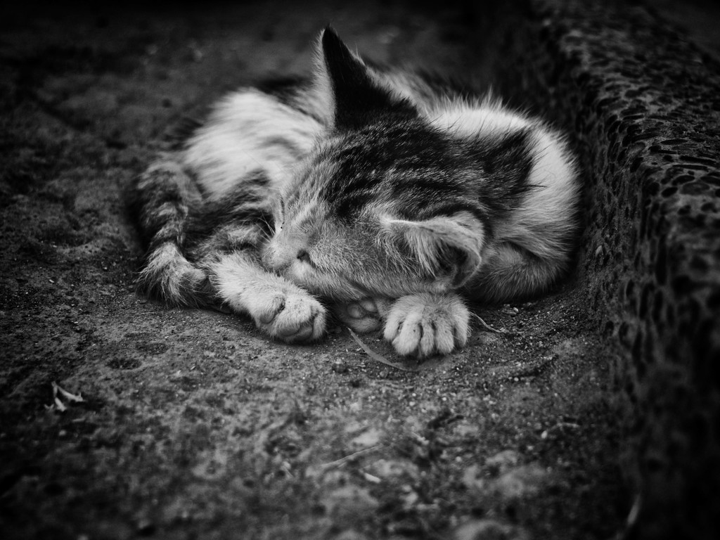 Feral Kitten. by gamelee