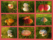 3rd Nov 2015 - fungi collage