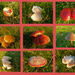 fungi collage by shirleybankfarm