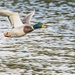 Duck in Flight by shepherdmanswife