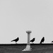 Crows on a Roof by homeschoolmom