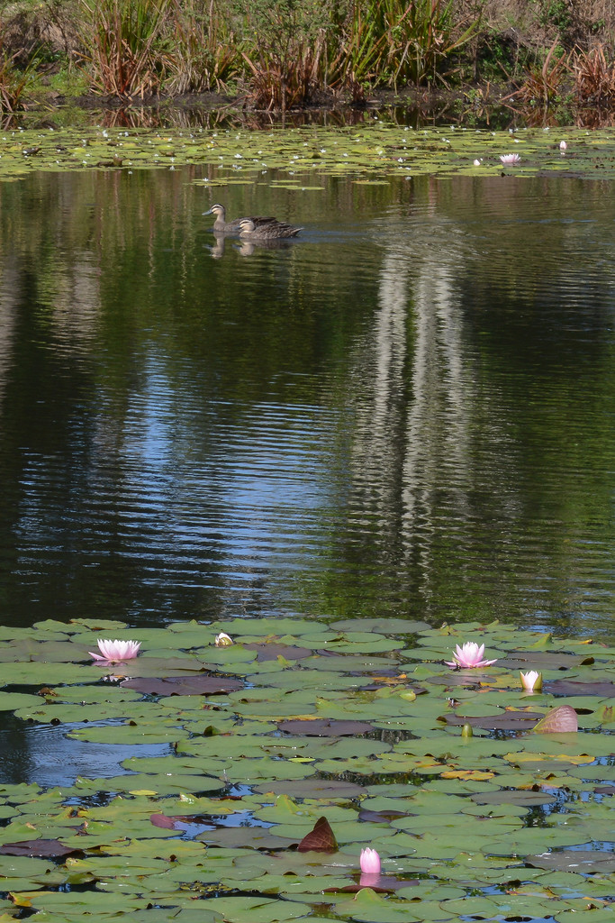 Lilyponds, Mapleton by jeneurell