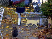 2nd Nov 2015 - Cats Welcome Here