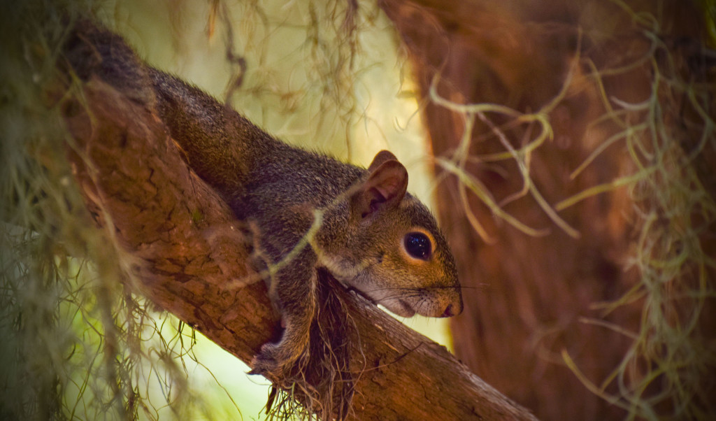 Lazy Squirrel by rickster549