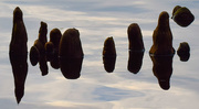 3rd Nov 2015 - Reflections of Cypress Knees