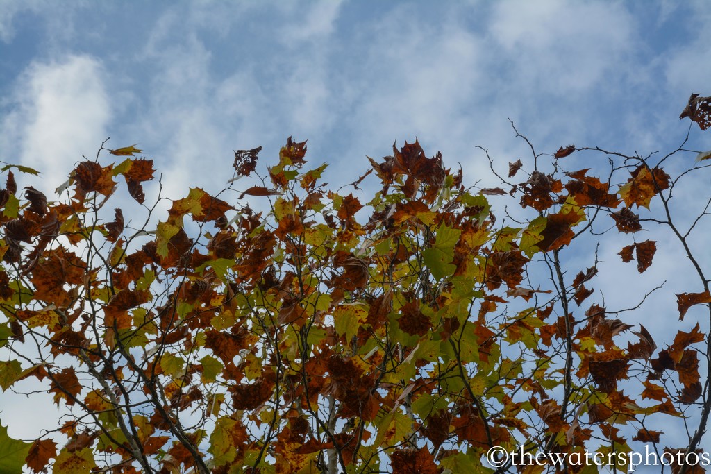 Leaves against the blue sky! by thewatersphotos