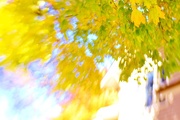 2nd Nov 2015 - Our House, Our Tree Lensbaby Style