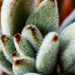 Fuzzy Fall Cactus by elatedpixie