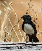 4th Nov 2015 - Willie wagtail