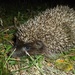 Tiny hedgehog by gabis