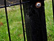 1st Nov 2015 - Spiders Web