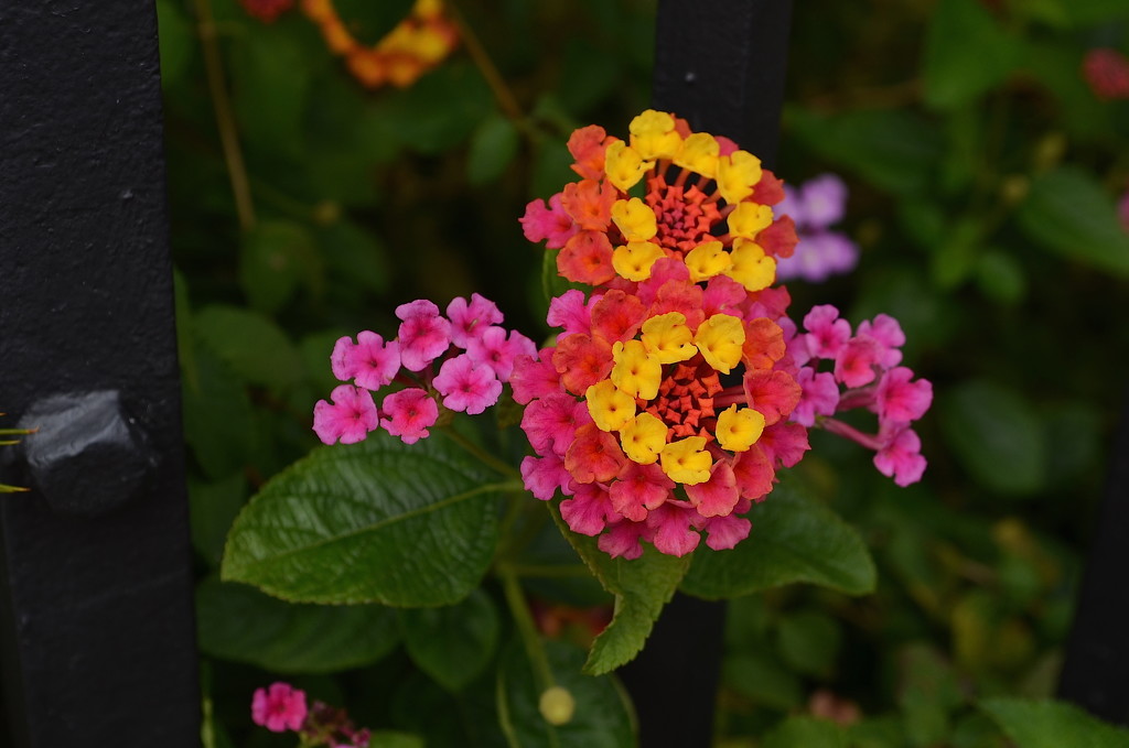 Lantana or butterfly bush by congaree