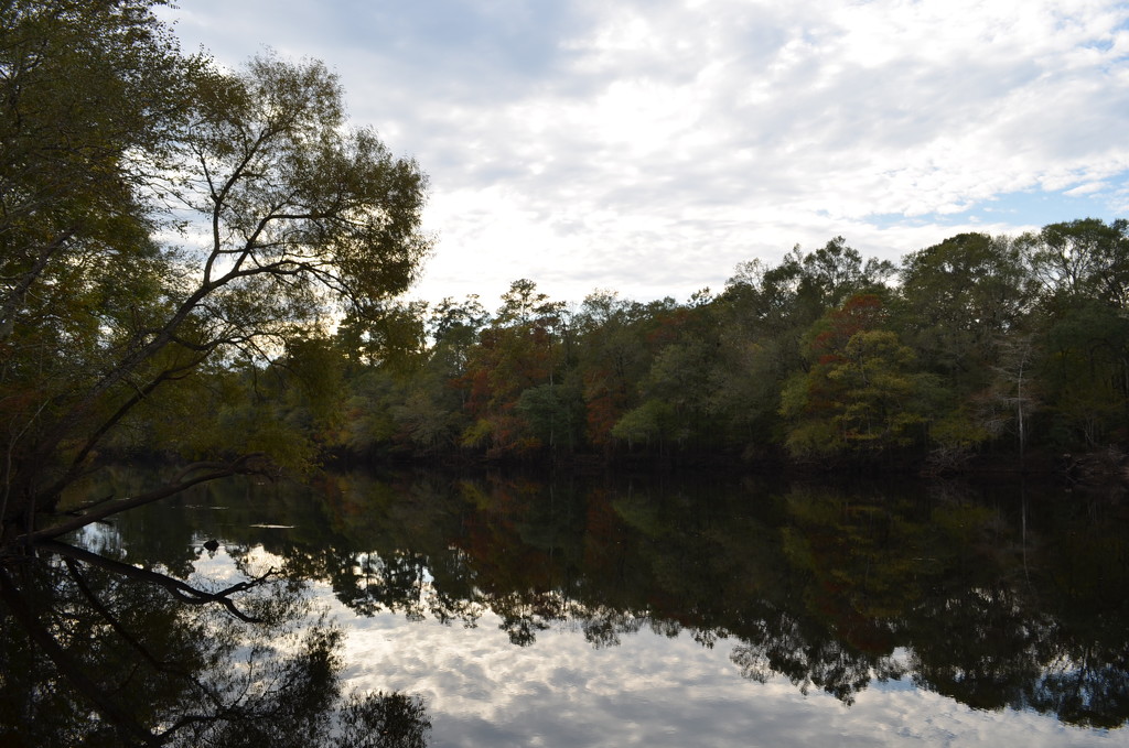 Edisto River, Dorchester County, South Carolina by congaree