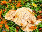 4th Nov 2015 - Fungi