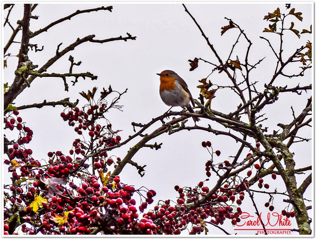 Wintry Robin by carolmw