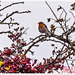 Wintry Robin by carolmw