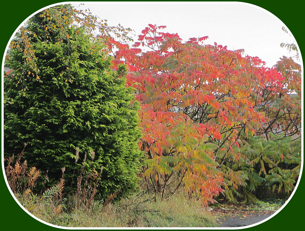 The changing colours of the Tree of Paradise in the Rishton Arms garden. by grace55